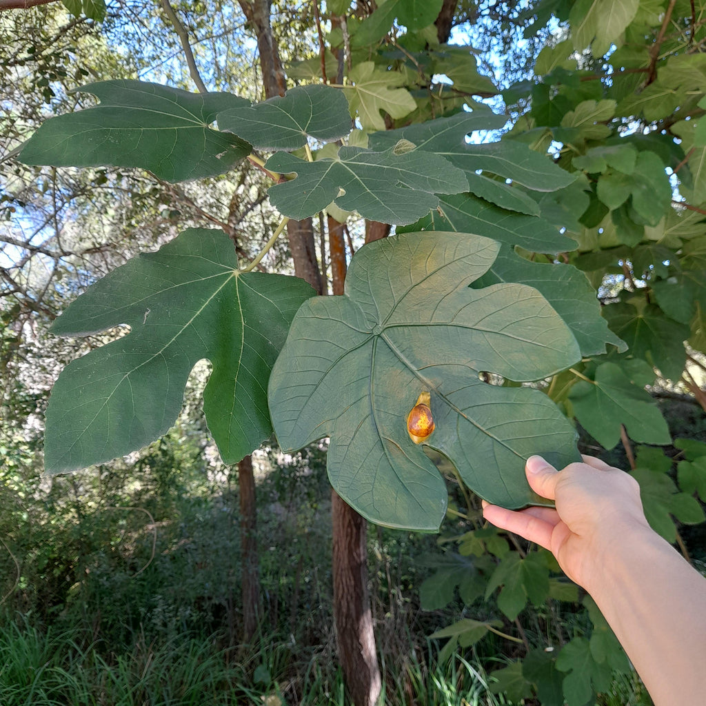 Feigenblatt-Schmuckschale – handgemachte lufthärtende Tonerde | 25cm | Naturinspirierter Deko-Halter